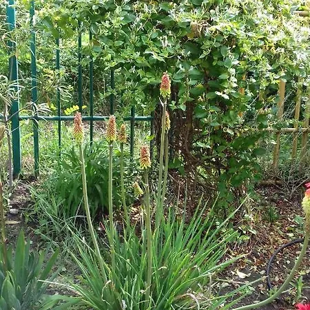 호텔 Family нouse -нotel Asai 2*